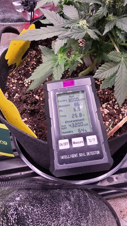 🍂 autumn #2 🍂. Week 6