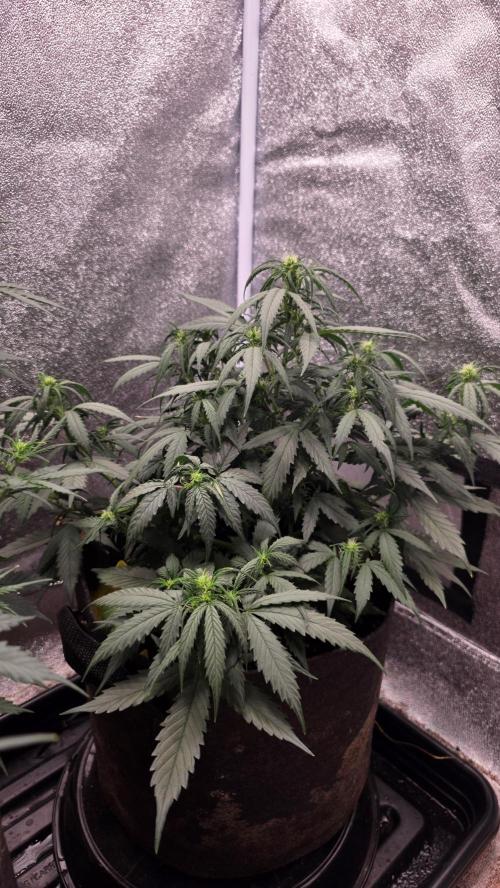 🍂 autumn #2 🍂. Week 7