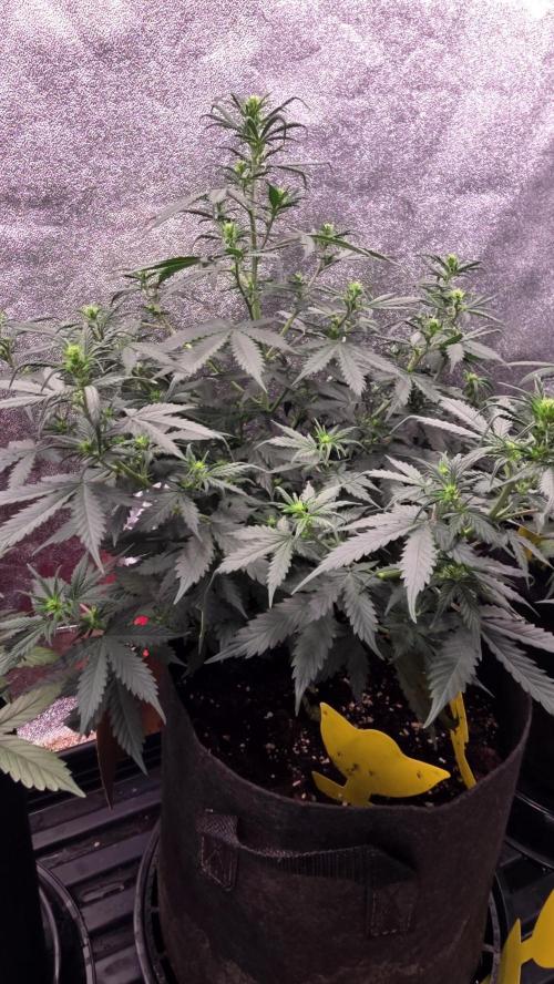 🍂 autumn #2 🍂. Week 7