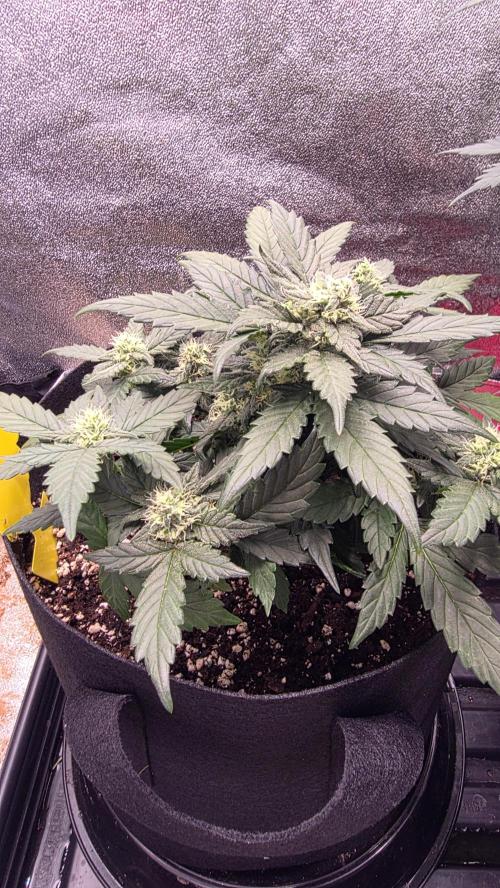 🍂 autumn #2 🍂. Week 7