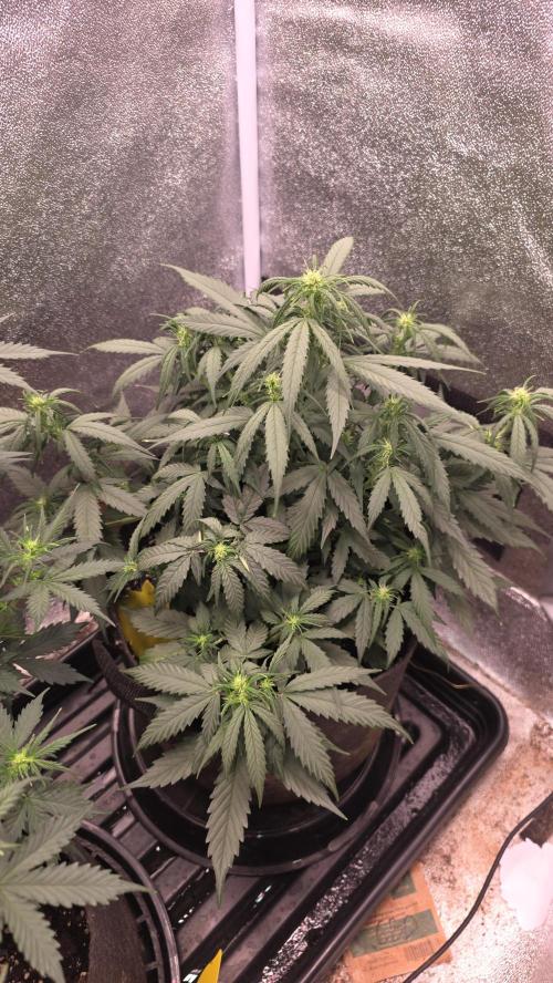 🍂 autumn #2 🍂. Week 7