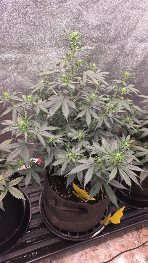 🍂 autumn #2 🍂. Week 7