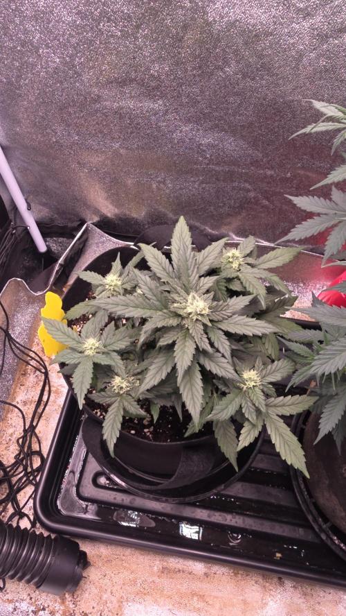 🍂 autumn #2 🍂. Week 7