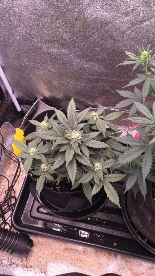 🍂 autumn #2 🍂. Week 7