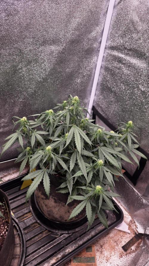 🍂 autumn #2 🍂. Week 8