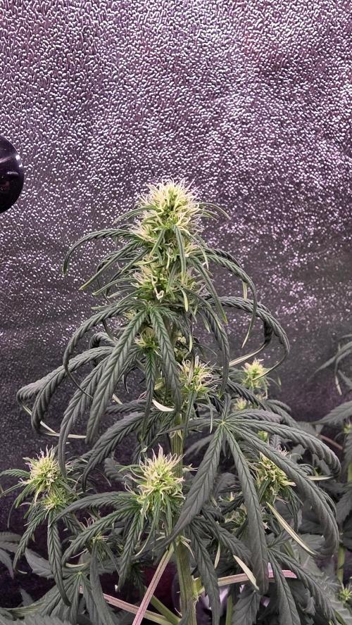 🍂 autumn #2 🍂. Week 8