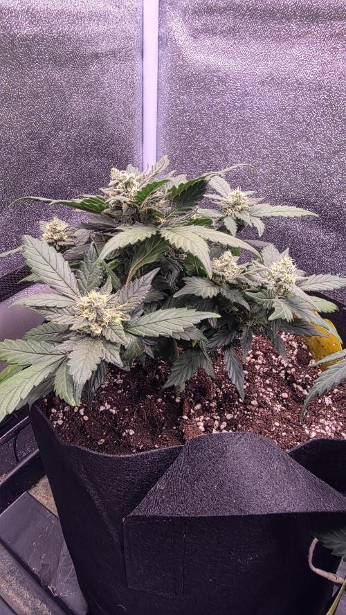 🍂 autumn #2 🍂. Week 8