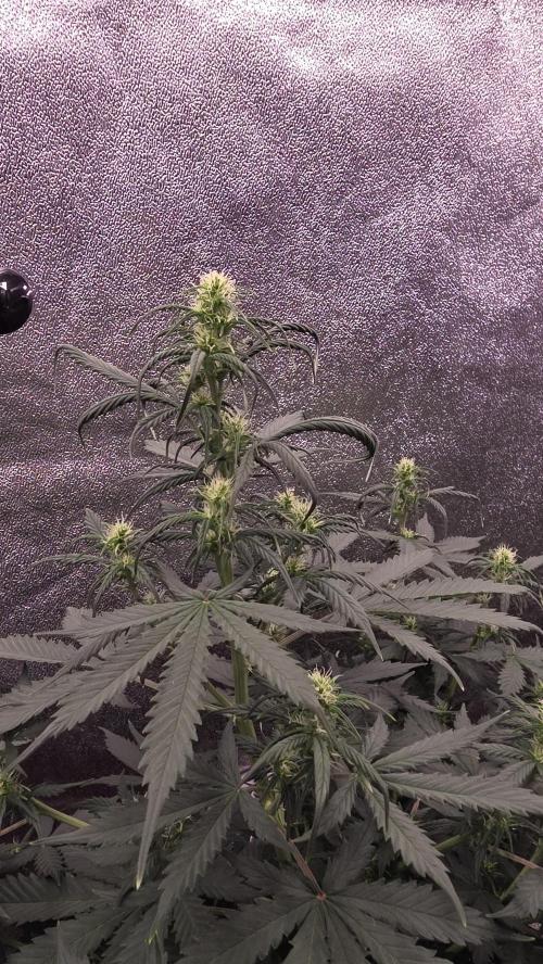 🍂 autumn #2 🍂. Week 8