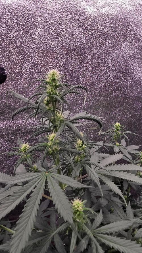 🍂 autumn #2 🍂. Week 8