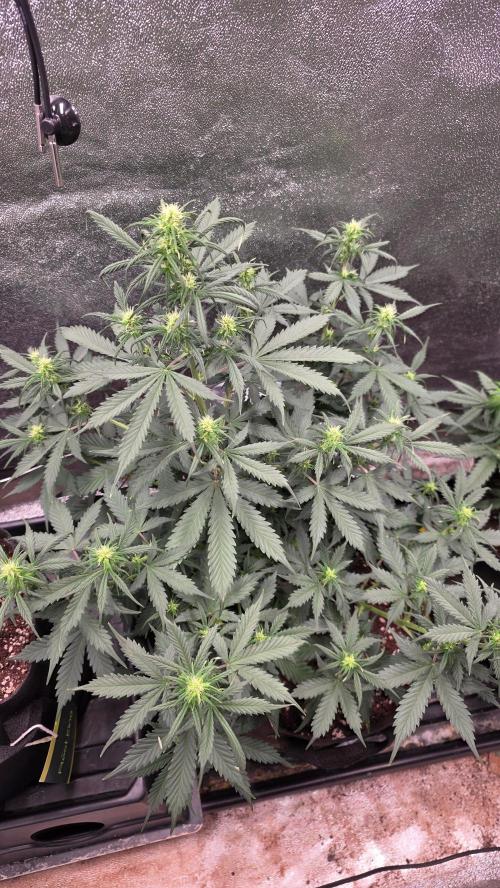 🍂 autumn #2 🍂. Week 8