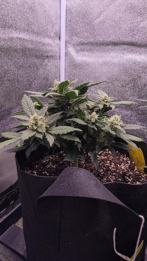 🍂 autumn #2 🍂. Week 8