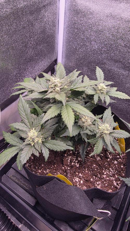 🍂 autumn #2 🍂. Week 8