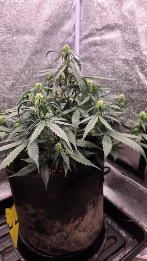 🍂 autumn #2 🍂. Week 8