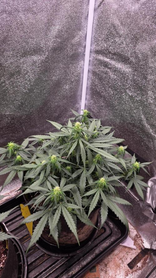 🍂 autumn #2 🍂. Week 8