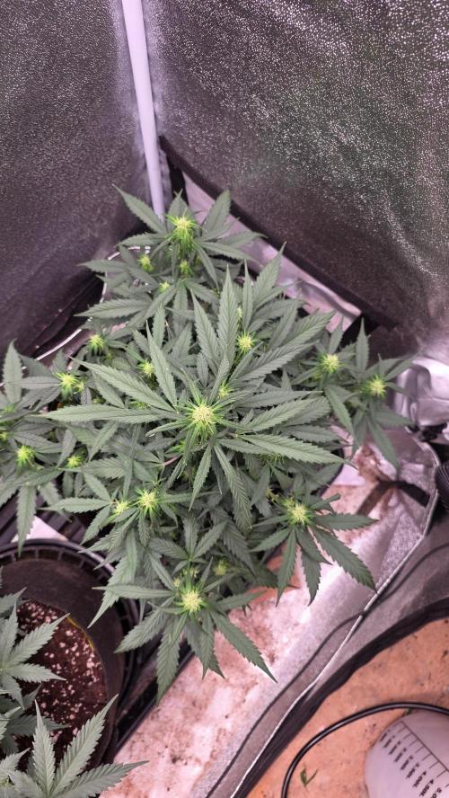 🍂 autumn #2 🍂. Week 8