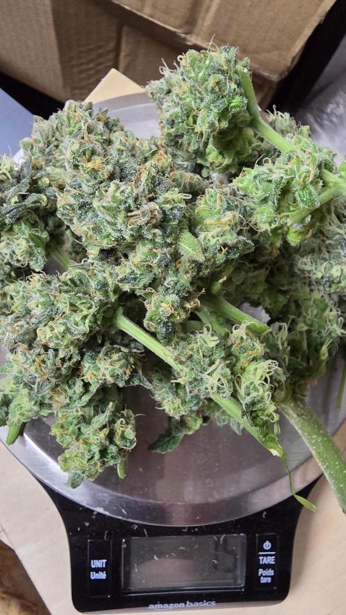 🍂 autumn #2 🍂. Week 9