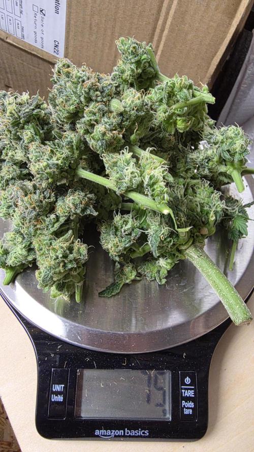 🍂 autumn #2 🍂. Week 9