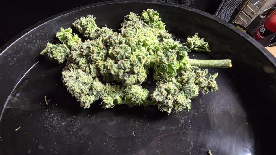 🍂 autumn #2 🍂. Week 9