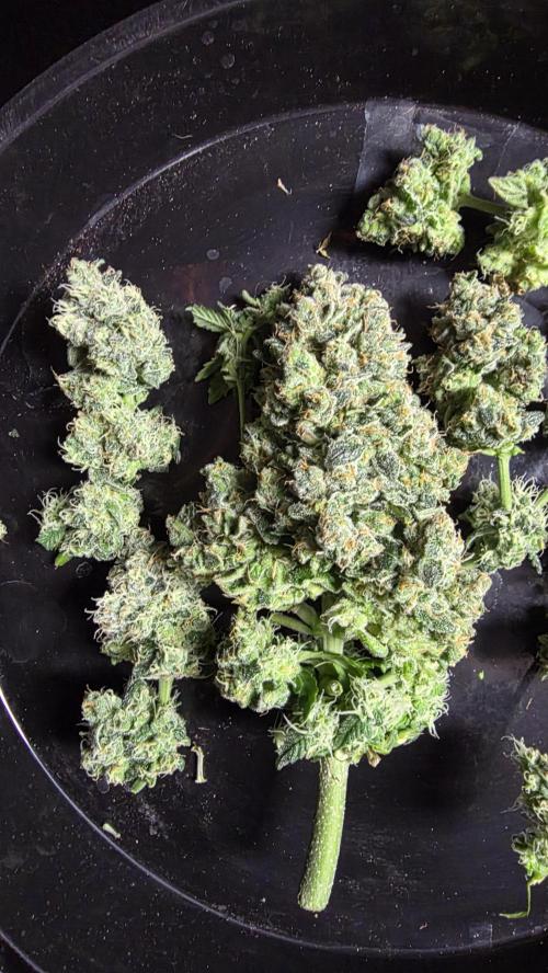 🍂 autumn #2 🍂. Week 9