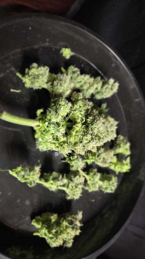 🍂 autumn #2 🍂. Week 9