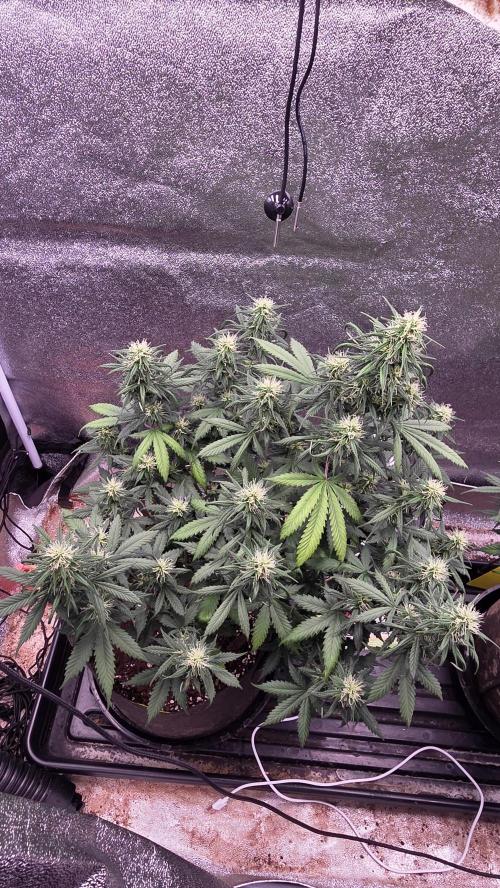 🍂 autumn #2 🍂. Week 10