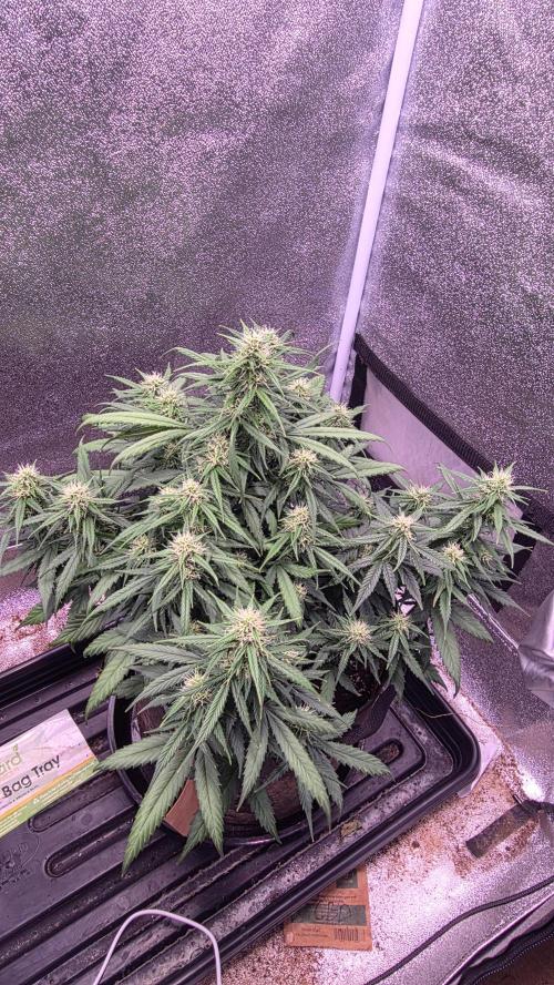 🍂 autumn #2 🍂. Week 10