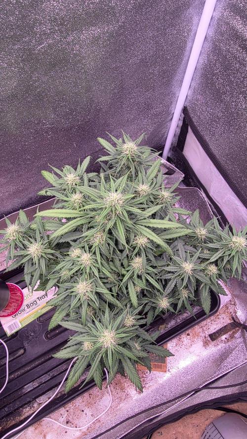 🍂 autumn #2 🍂. Week 10