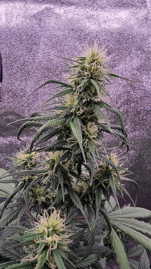 🍂 autumn #2 🍂. Week 10