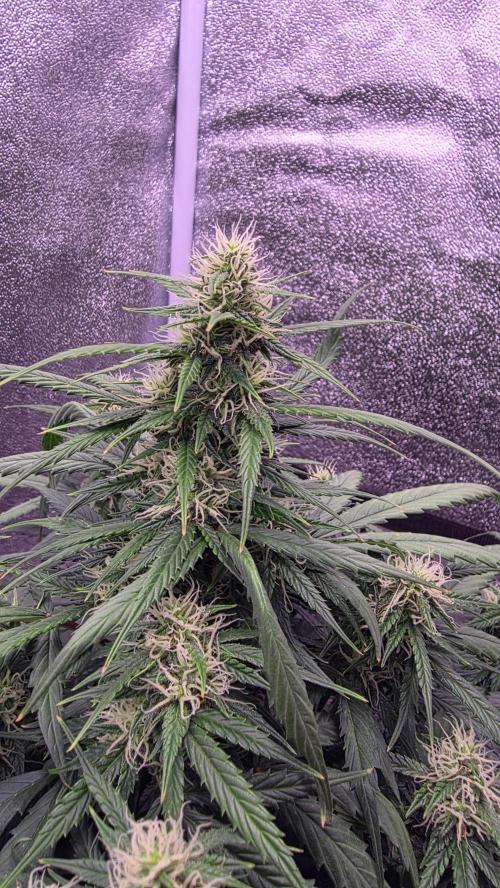 🍂 autumn #2 🍂. Week 10