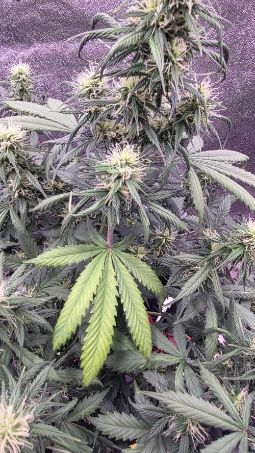 🍂 autumn #2 🍂. Week 10