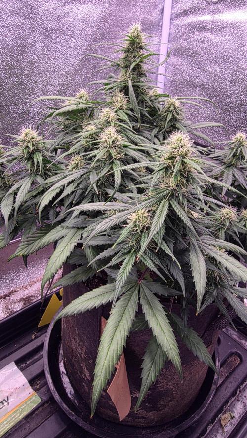 🍂 autumn #2 🍂. Week 10