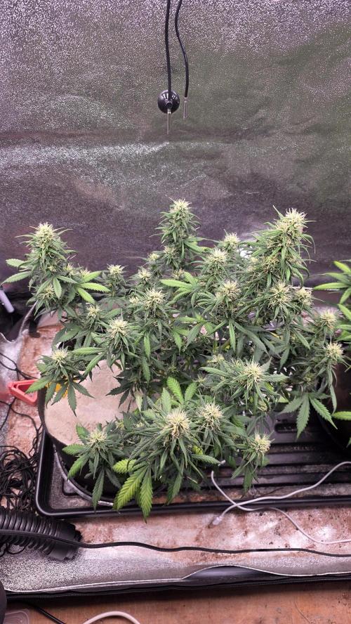 🍂 autumn #2 🍂. Week 11