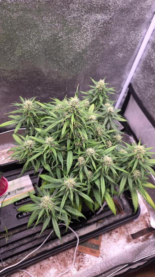 🍂 autumn #2 🍂. Week 11