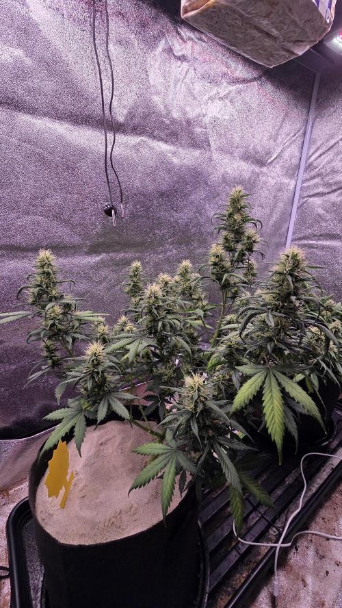 🍂 autumn #2 🍂. Week 11