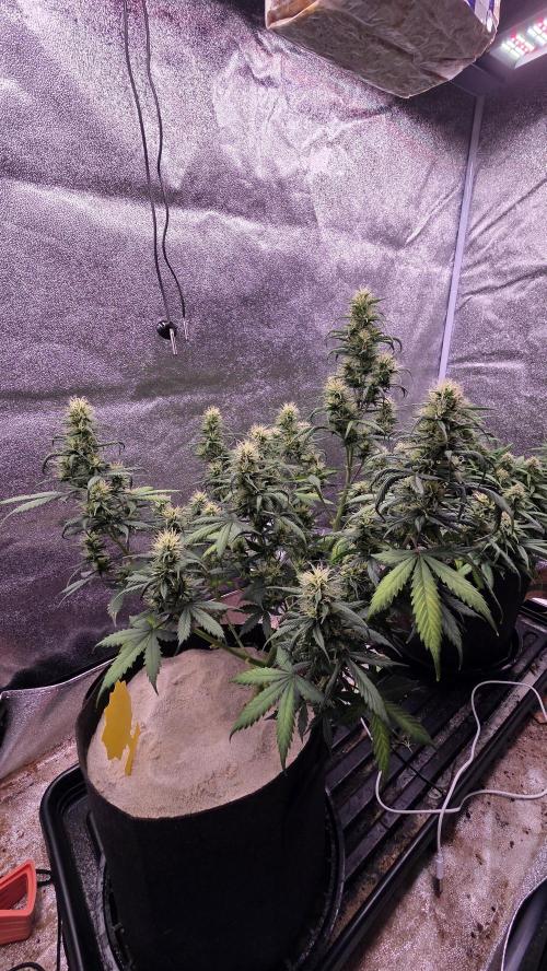 🍂 autumn #2 🍂. Week 11