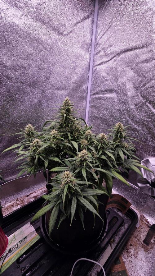 🍂 autumn #2 🍂. Week 11