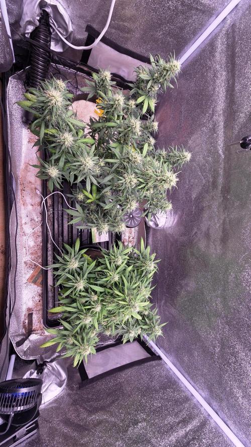 🍂 autumn #2 🍂. Week 11