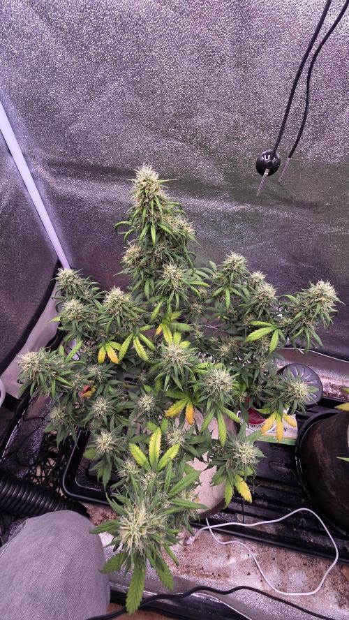 🍂 autumn #2 🍂. Week 12