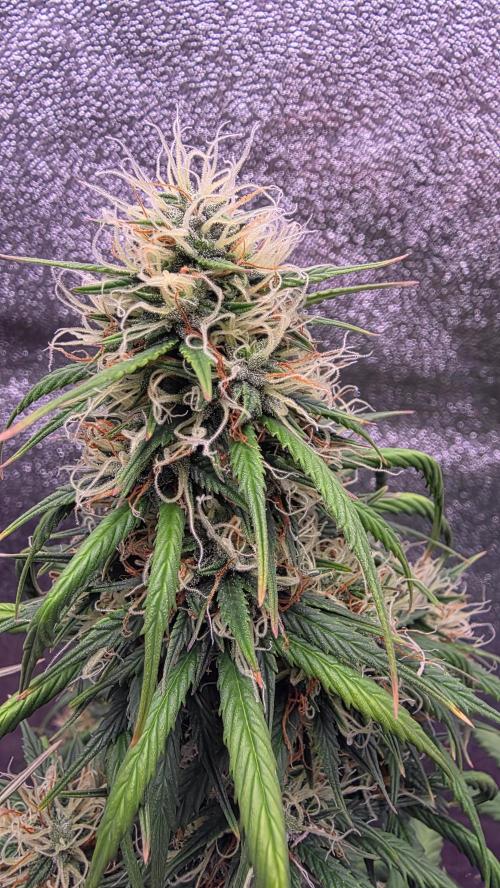 🍂 autumn #2 🍂. Week 12