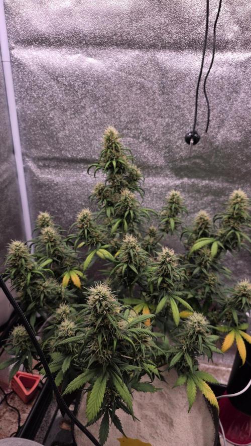 🍂 autumn #2 🍂. Week 12