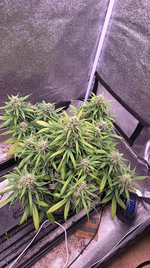 🍂 autumn #2 🍂. Week 12