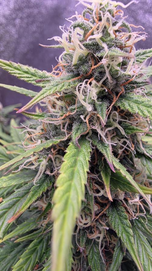 🍂 autumn #2 🍂. Week 12