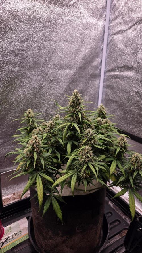 🍂 autumn #2 🍂. Week 12