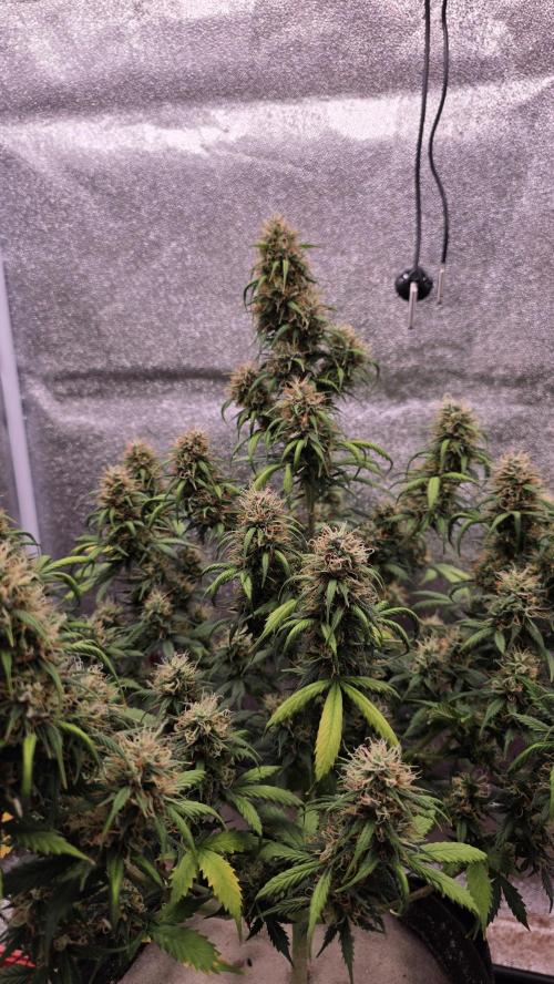 🍂 autumn #2 🍂. Week 13