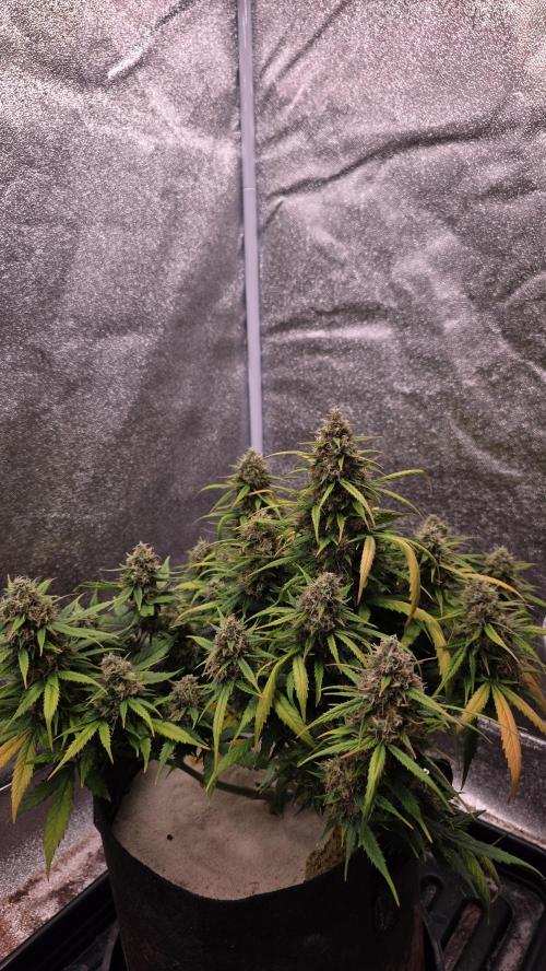 🍂 autumn #2 🍂. Week 13