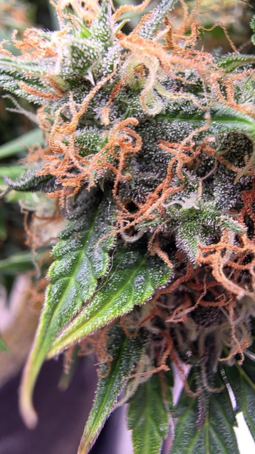 🍂 autumn #2 🍂. Week 13