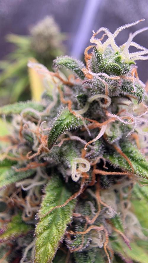 🍂 autumn #2 🍂. Week 13