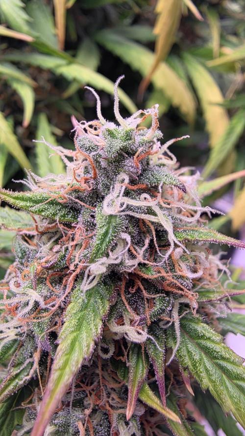 🍂 autumn #2 🍂. Week 13