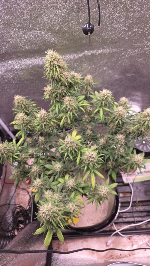 🍂 autumn #2 🍂. Week 13