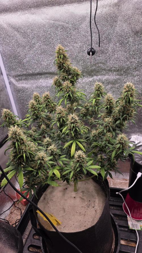 🍂 autumn #2 🍂. Week 13